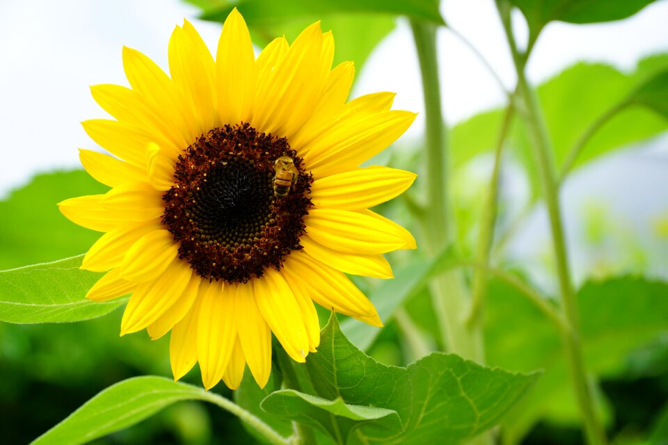 Yellow blossom bloom