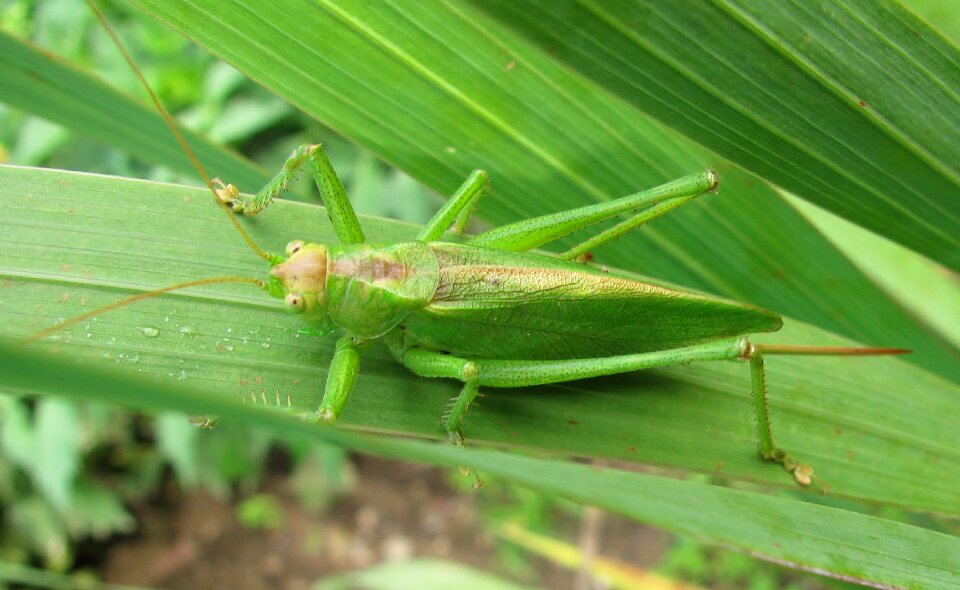 Nature grasshopper plant