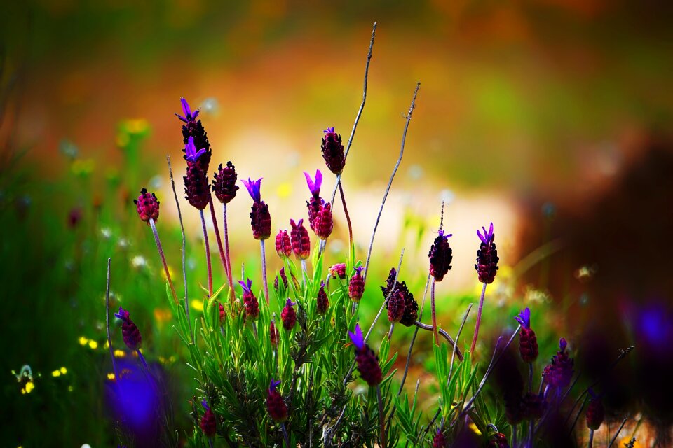 Spring floral blossom