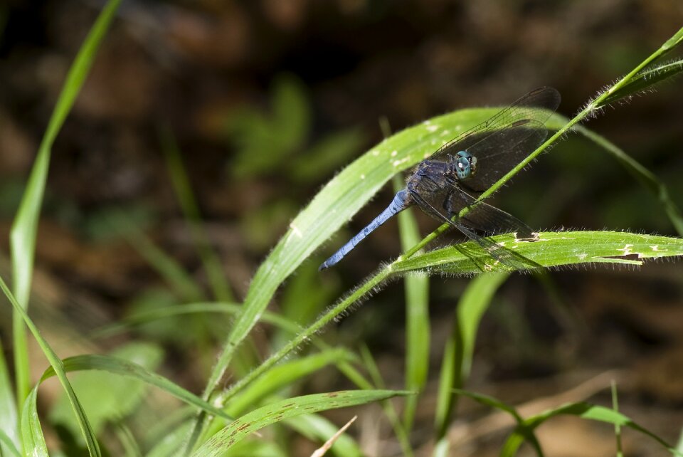Blue turquoise nature
