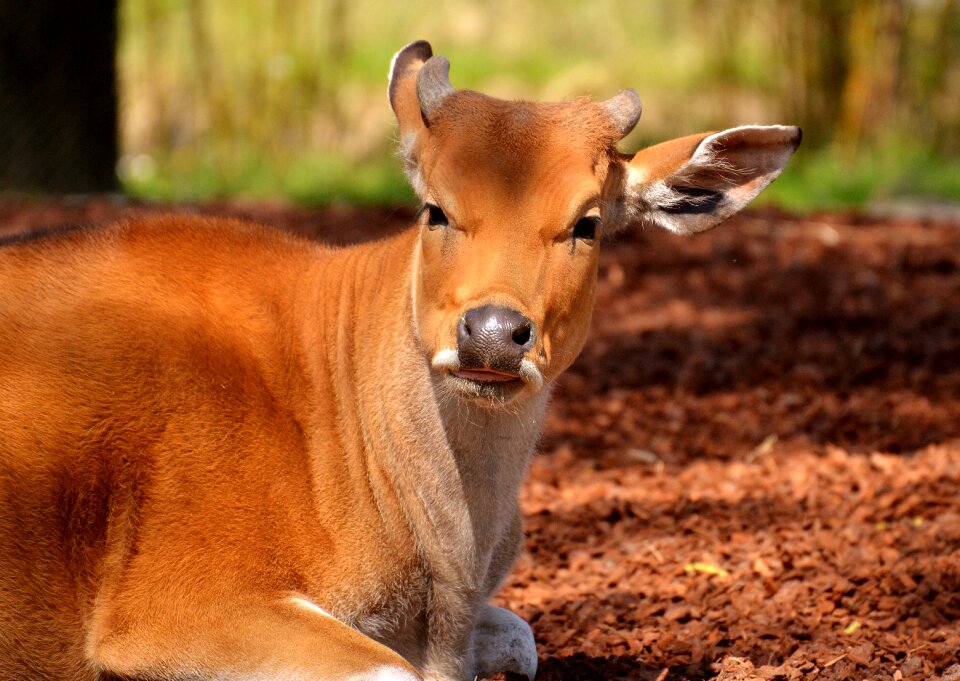 Wild animal wild zoo
