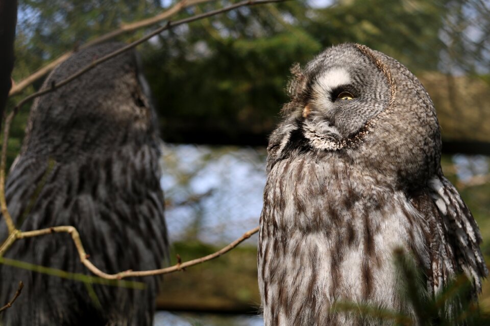 Animal bird of prey bill