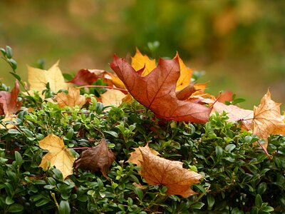 Golden autumn maple leaves acer