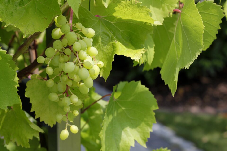 Green grapes fruit nature