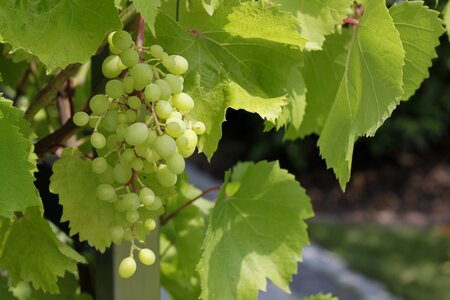 Green grapes fruit nature