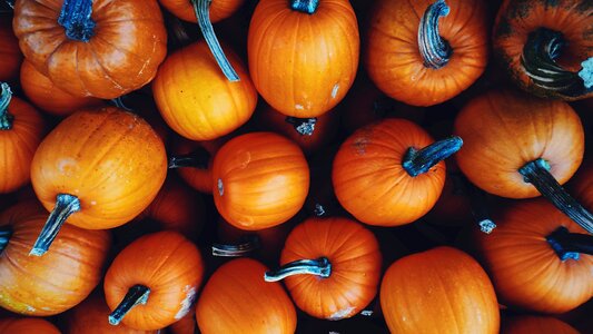 Squash vegetable pumpkin