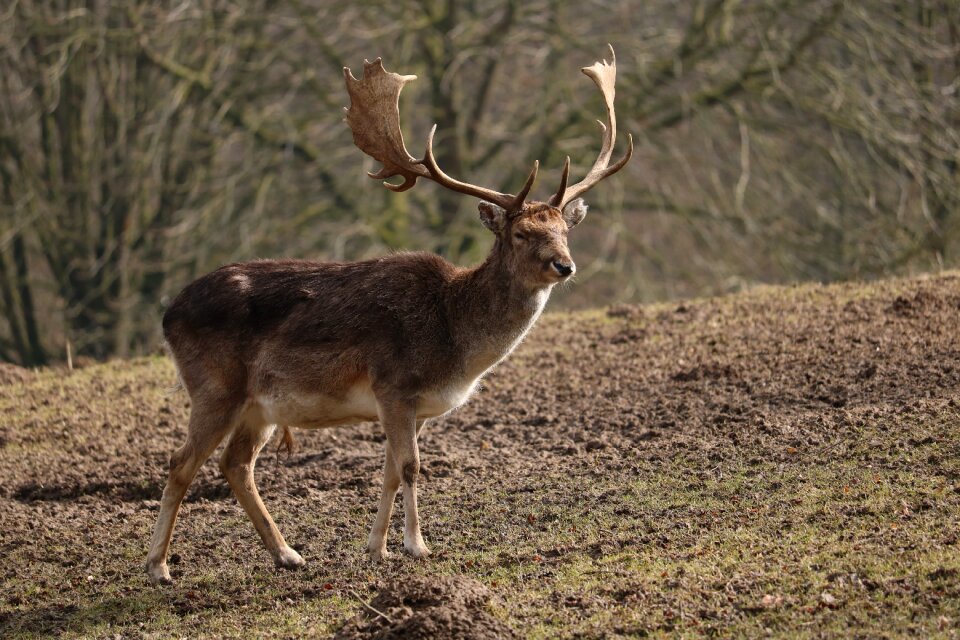 Animal world mammal field