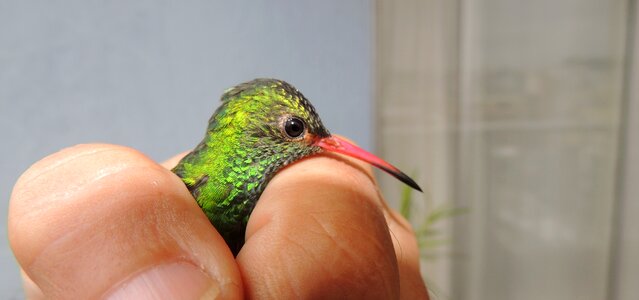 Hummingbird tominejo indian