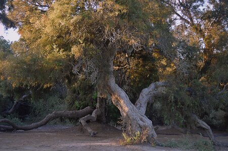 Landscape centuries-old trees natural landscape