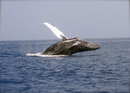 Mammal marine humpback photo