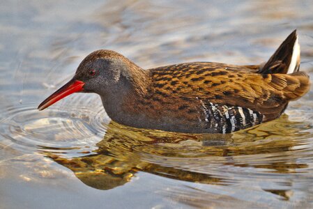Bird animal world nature