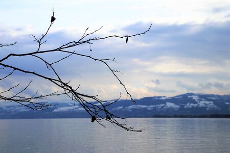 Tree monolithic part of the waters the horizon