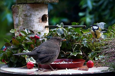 Turdus merola tit parus major