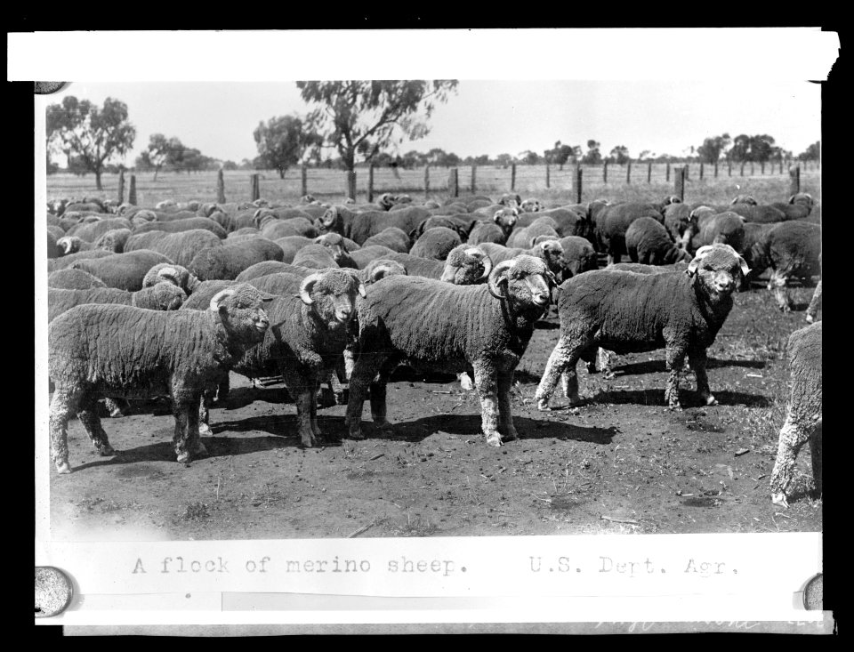 Marino sheep LCCN2016826173