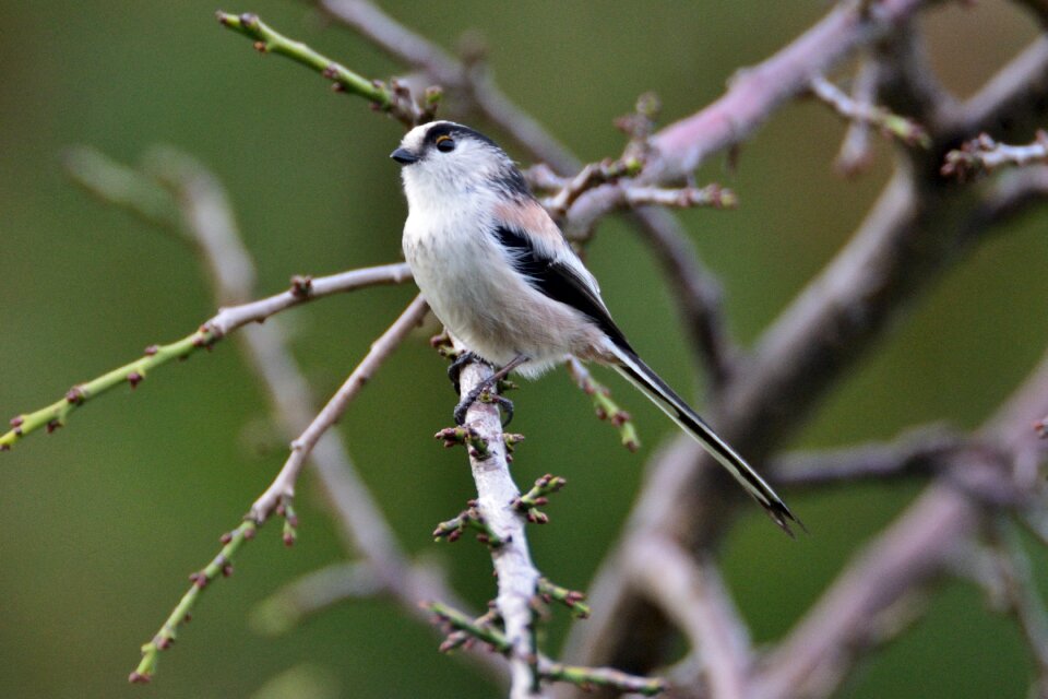 Wild animals bird energy guide
