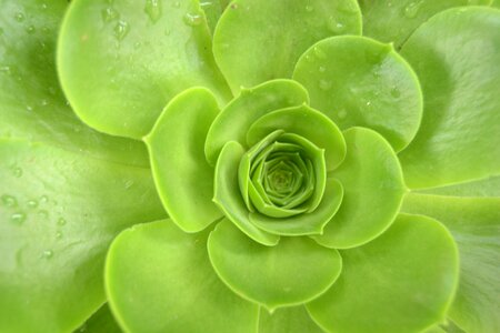 Plant wildlife green leaf green leaves