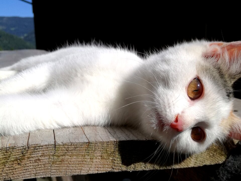 Young cat kitten small