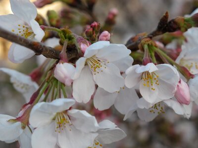Cherry blossoms petal flowering photo