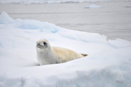 Ice berg ocean photo