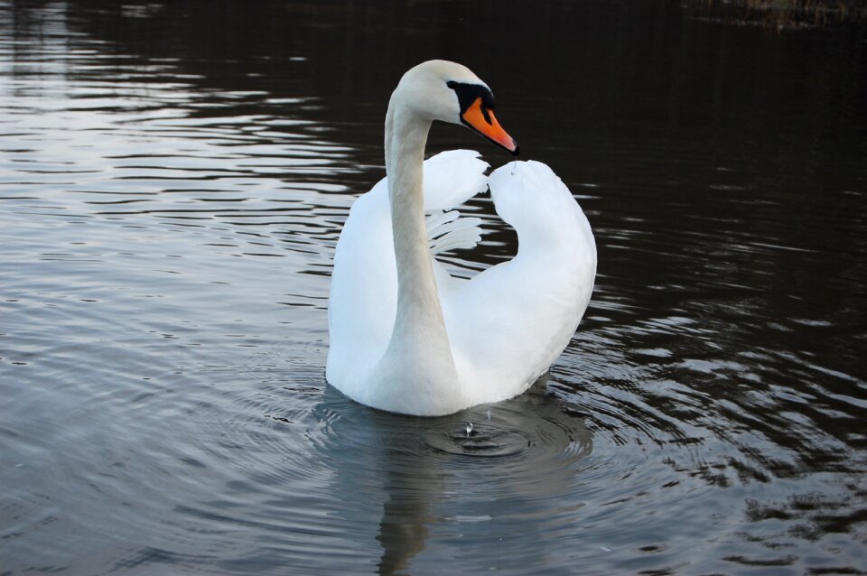 Pond swan reflection