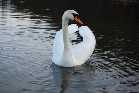 Pond swan reflection photo