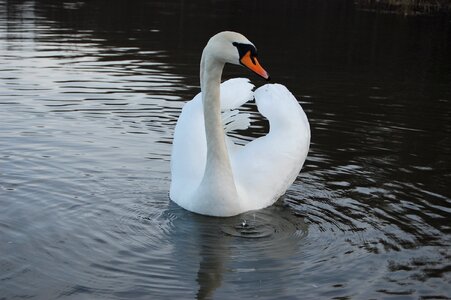Pond swan reflection