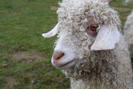 Sheep head zoo