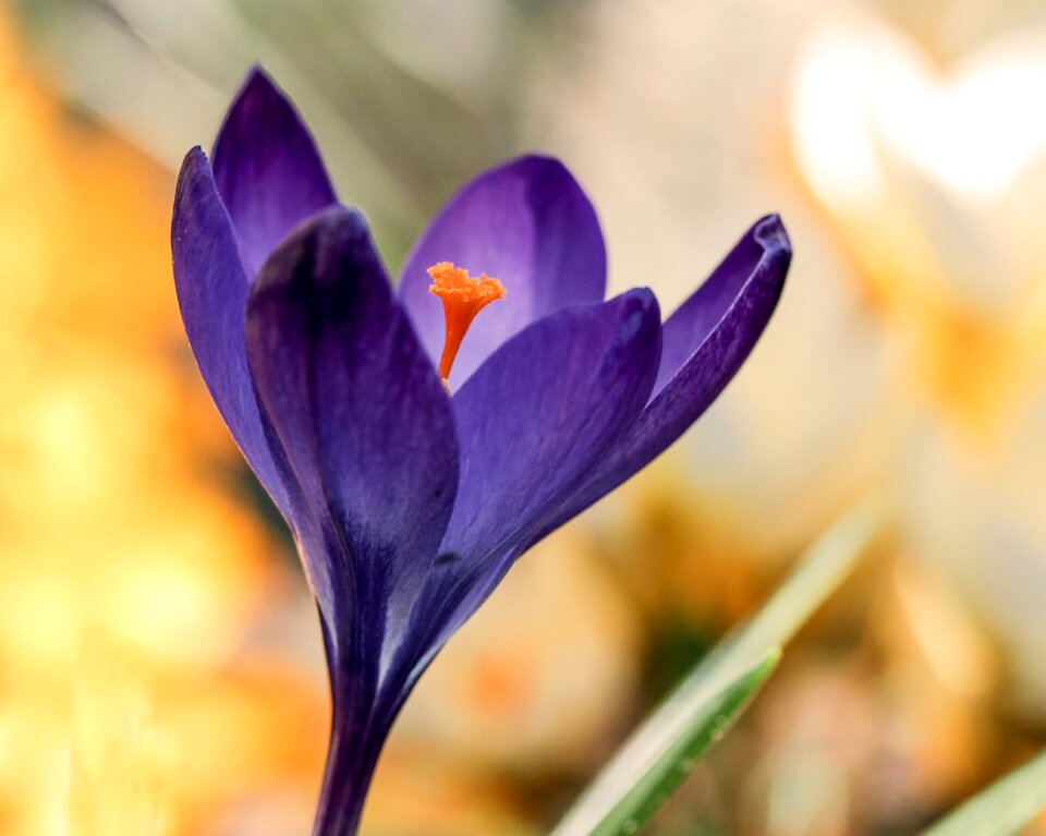 Plant petal season