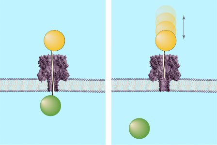 Molecular Rulers (5940480073)