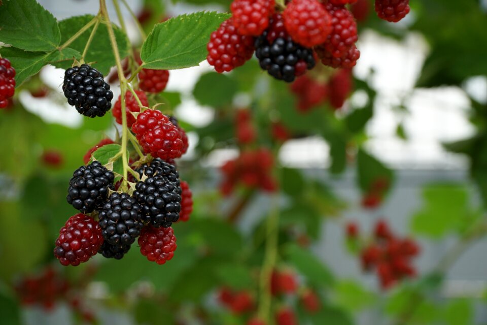 Berry red plant fruits