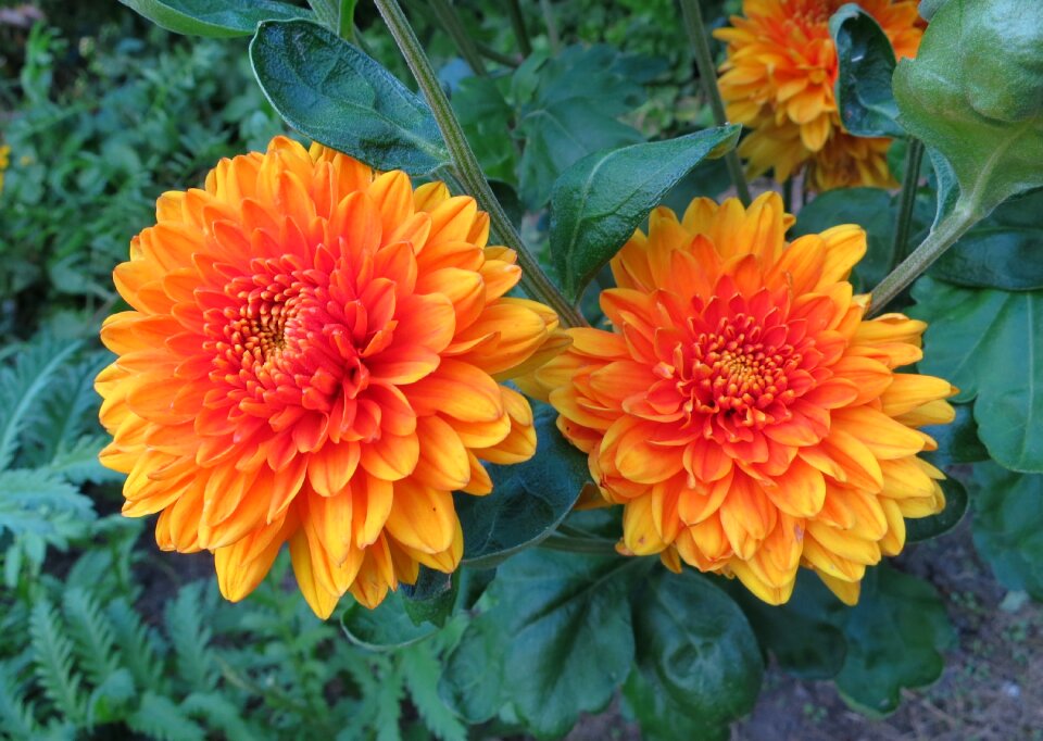 Dahlia yellow summer