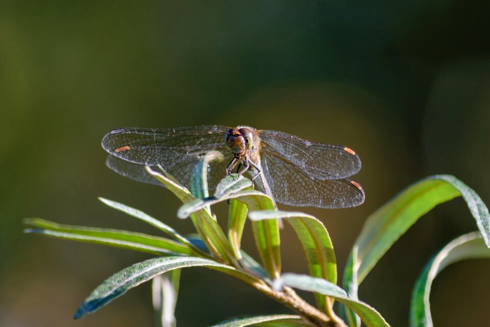 Nature wing light