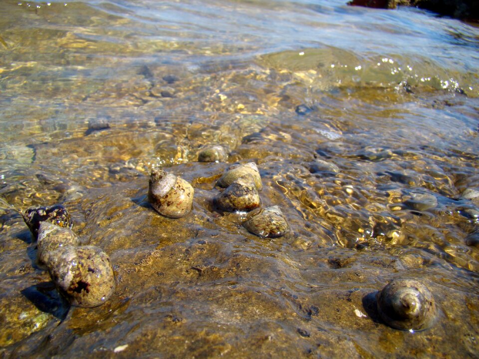 Seashell molluscum scallop