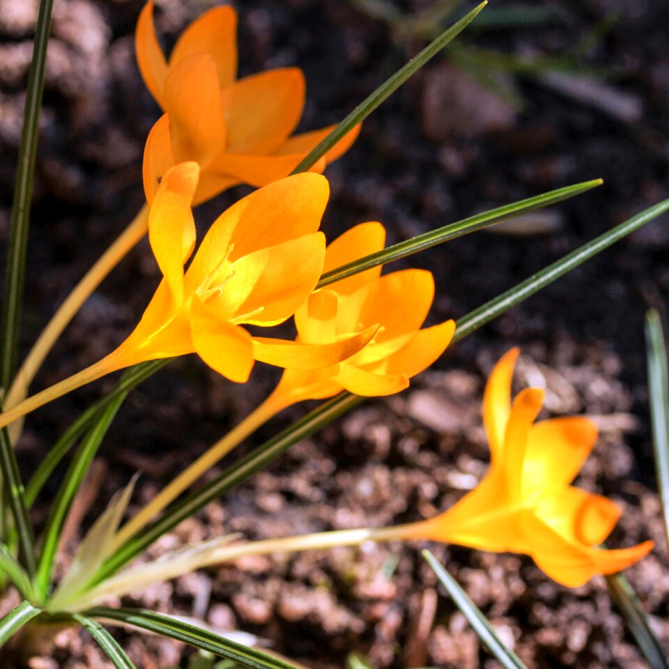 Leaf season petal