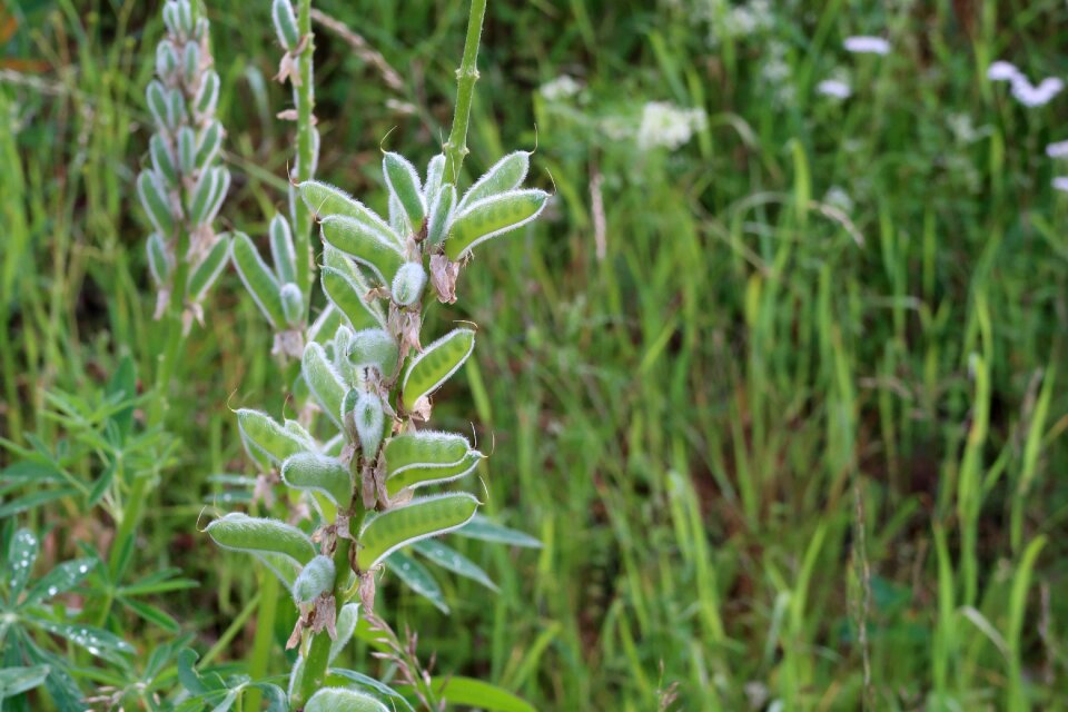 Small plant green leaf leaf