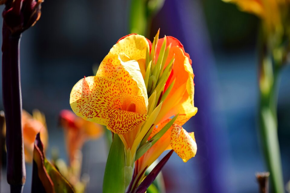 Yellow flower nature