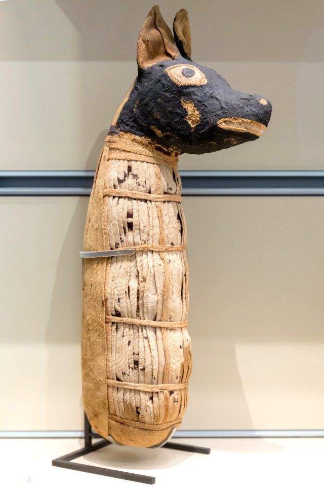 Momie de chien - Louvre - N 2894