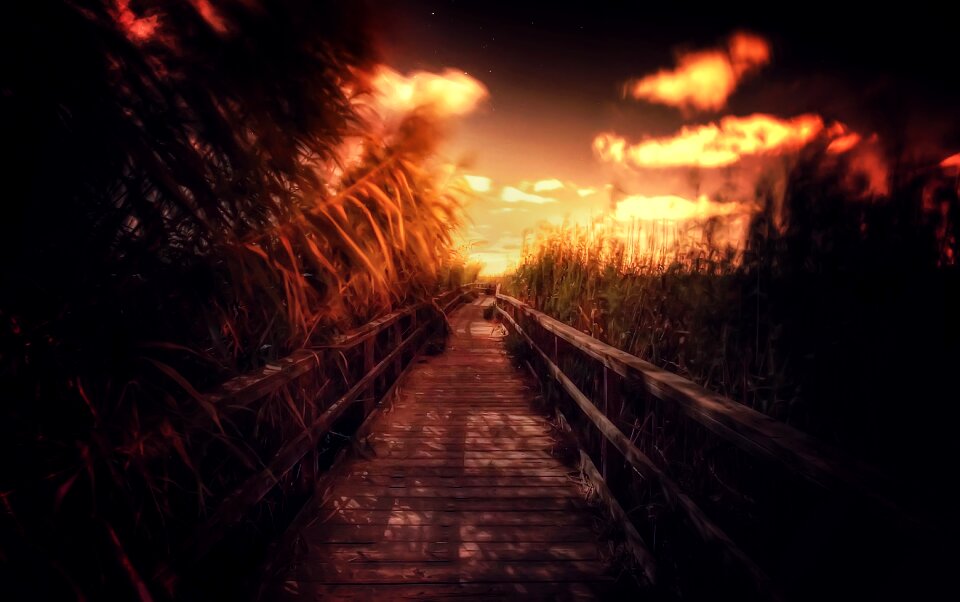 Dark scenic forest