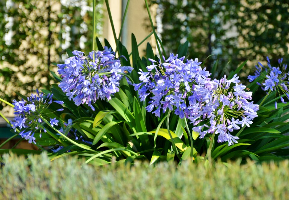 Flower flowers bloom