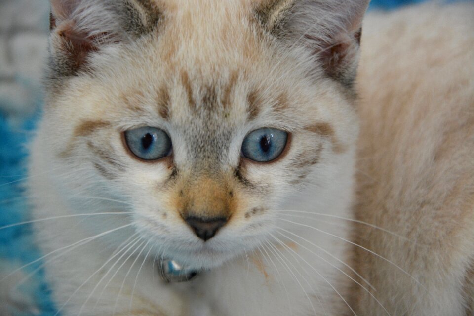 Blue eyes animal moustache