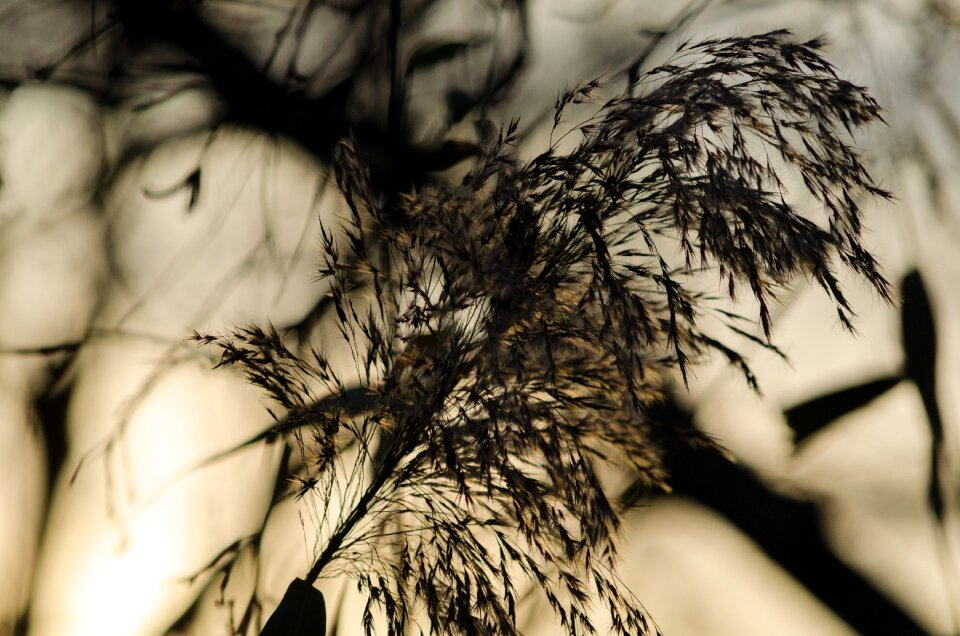 Grasses plant backlighting