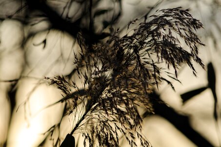 Grasses plant backlighting