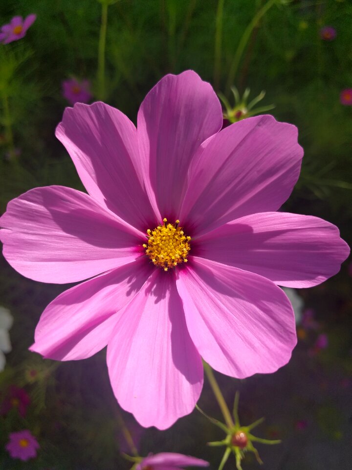 Close up flower purple flower