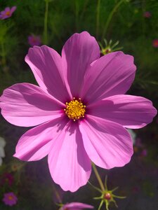 Close up flower purple flower