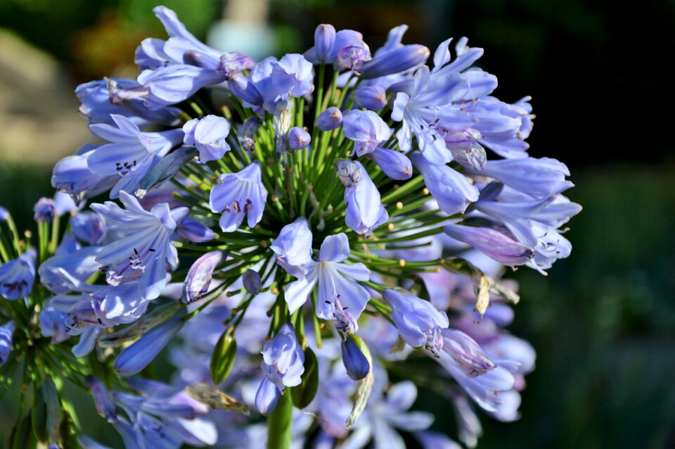 Flower flowers bloom