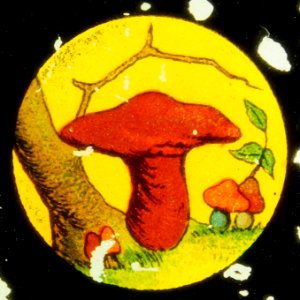 Monk picking mushrooms picture 5