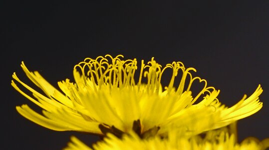Macro yellow medicinal herb photo