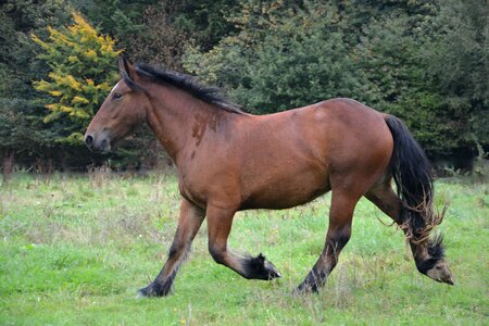 Horseback riding animal domestic animal photo