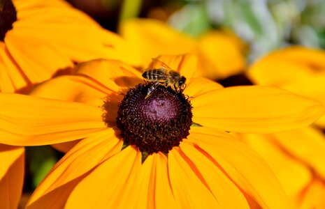 Pollen collect sprinkle