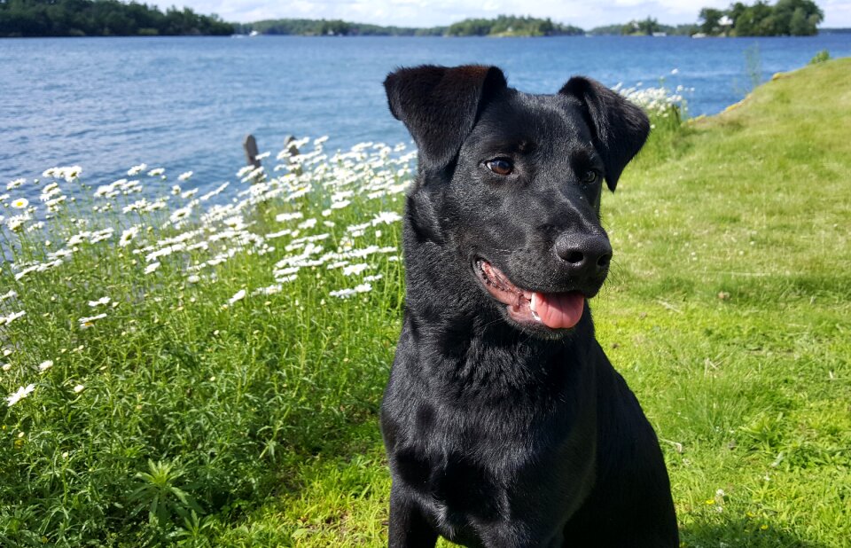 Puppy on vacation puppy on island labrador pup